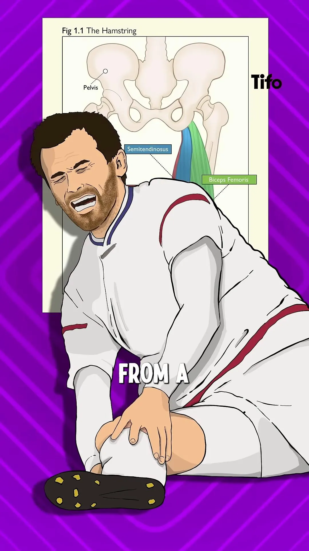 football horse placenta