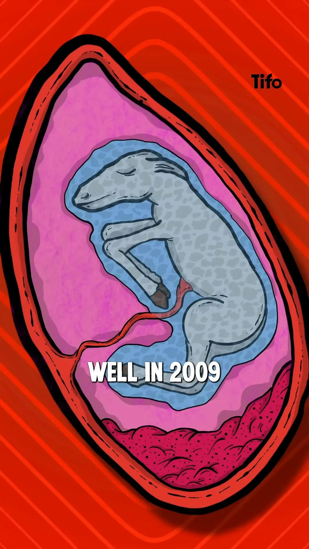 football horse placenta